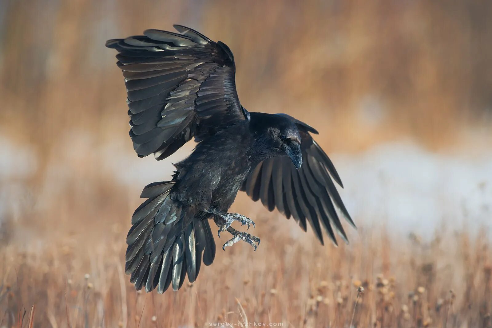 The Raven. Ворон principalis. Corvus Corax птица. Корвус ворон.