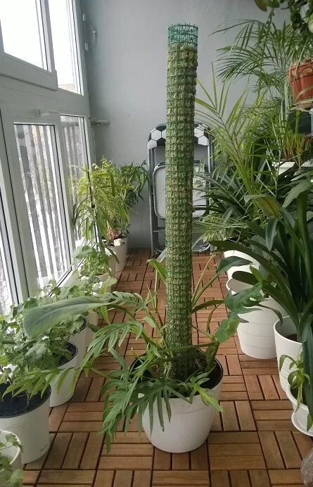 цветок на палке. опора для монстеры. тотем опора для растений. тотем фигурка. кокосовые тотемы для цветов.