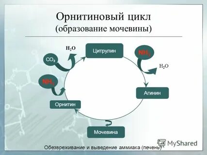 Образование мочевины в печени