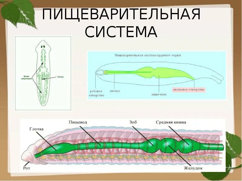 Полость тела плоские круглые кольчатые. Пищеварительная система круглых червей 7 класс. Пищеварительная система кольчатых червей 7 класс. Пищеварительная система плоских червей 7 класс. Пищеварительная система кольчатых червей 7 класс биология.