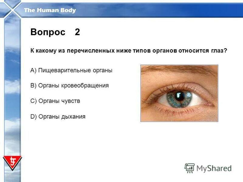 стихи про глаза для детей. органы чувств человека глаза орган зрения. вопросы про глаза. вопросы про глаза. стихи про глаза.