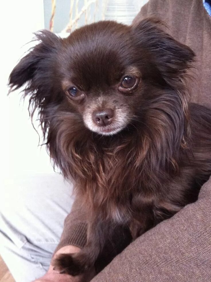 Chocolate #chihuahua puppy Chihuahua puppies, Cute chihuahua, Chihuahua love