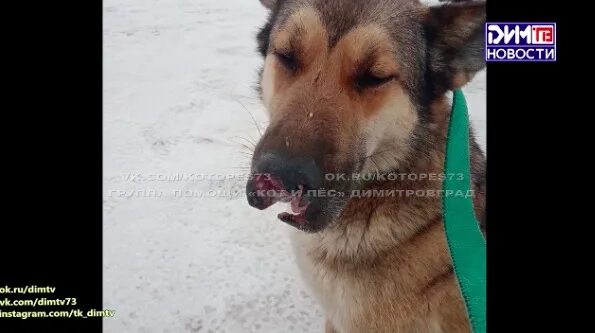 Песня она не придет ее разорвали собаки. Собаки разорвали собаку. бездомные собаки растерзали котёнка.