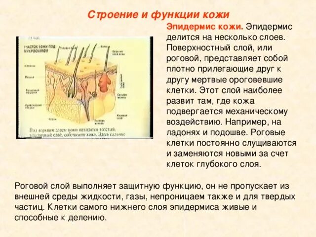 Строение кожи эпидермис биология. Строение эпидермиса кожи человека биология 8 класс. Слои кожи строение и функции таблица. Эпидермис структура и функции. Биология покровы тела строение и функции кожи