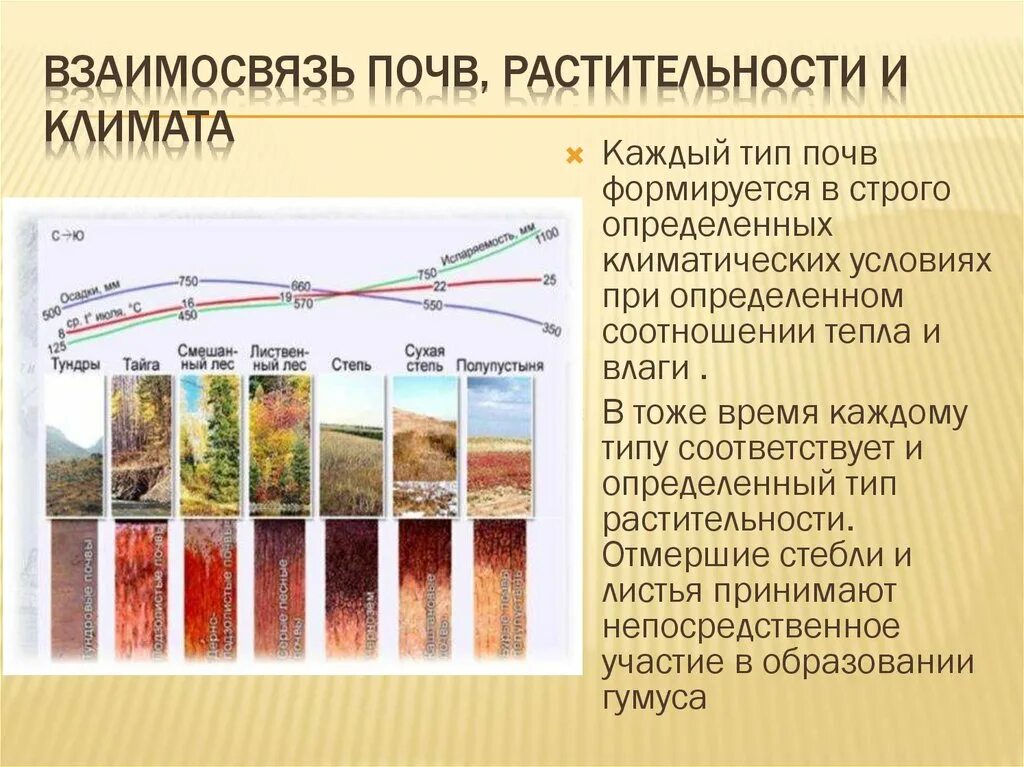 Почвы соответствие природной зоне. Взаимосвязь типов почв свойствами и растительность. Типы почв России 8 типов почв. Взаимосвязь почв растительности и климата. Взаимосвязь типов почв с климатом и растительностью.