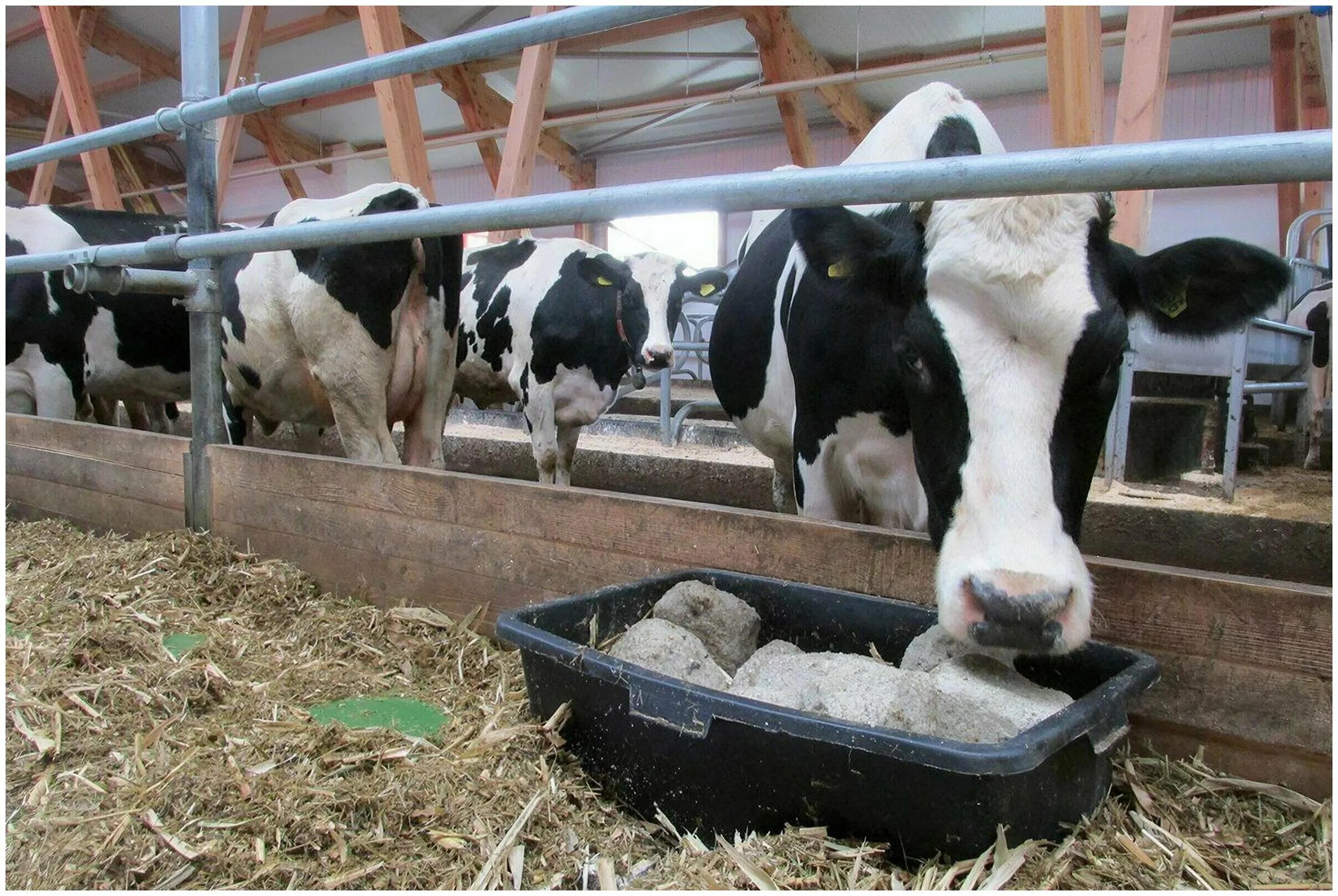 Соль для коров. Соль брикетированная лизунец. Кормовая добавка для крс. Фелуцен лизунец универсальный 3кг. Концентрат галит.