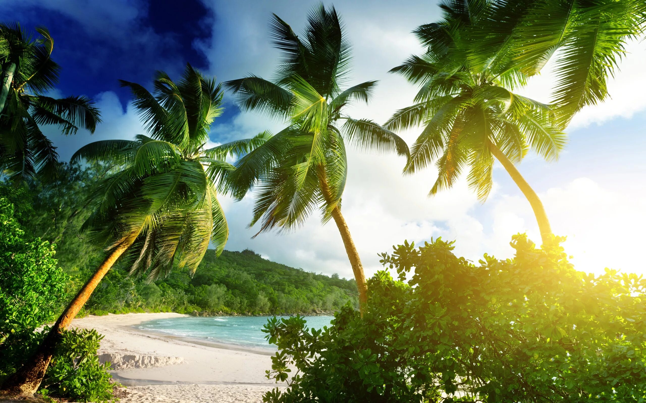 Море пляж пальмы. Красивый пляж с пальмами. Обои пальмы. Лето море пальмы.