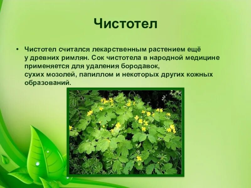 Чистотел лечебные свойства и применение в народной. Чистотел. лекарственные растения чистотел. чистотел в народной медицине. сок чистотела в народной медицине.