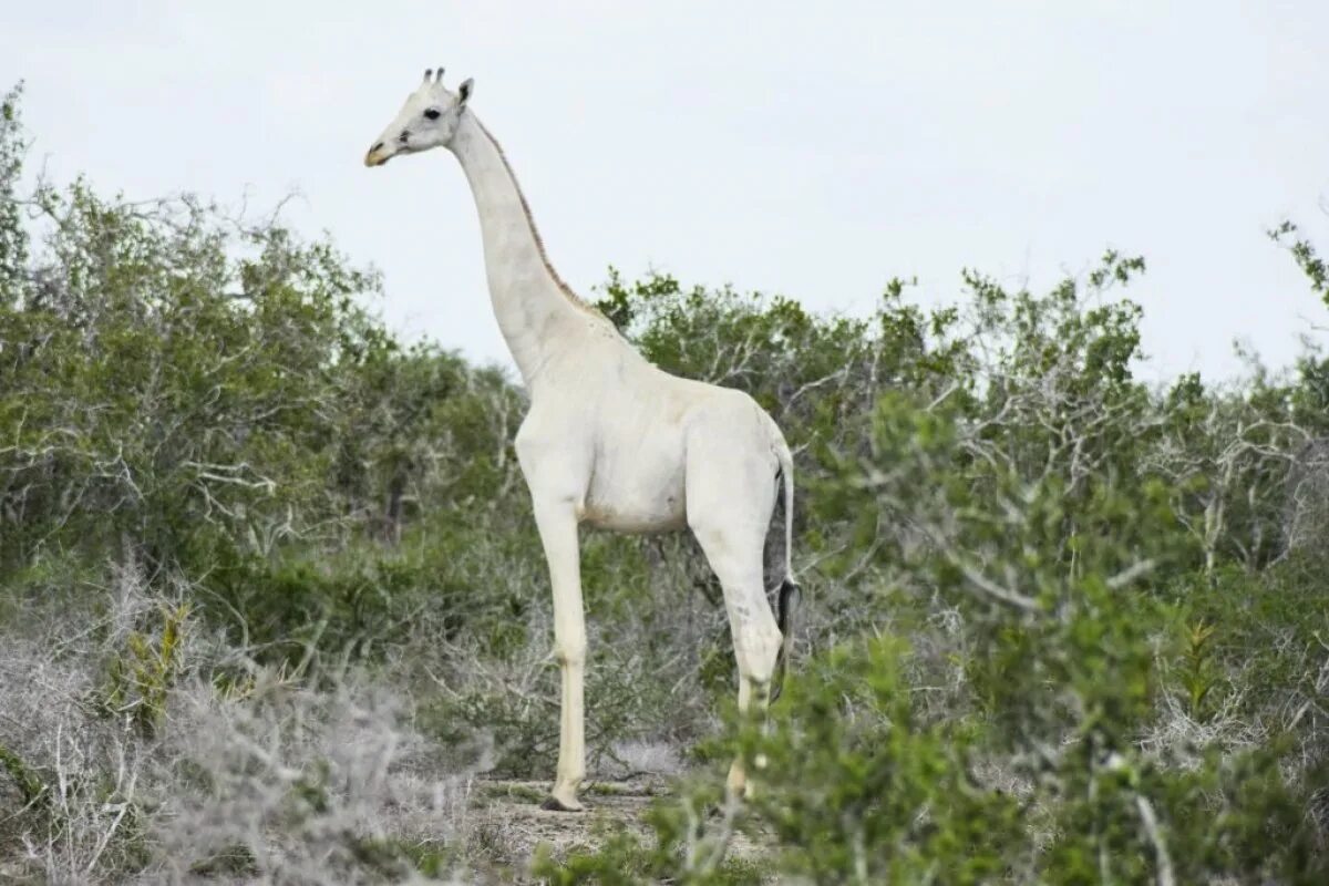 Жираф альбинос. Белый Жираф альбинос. Белый Жираф в Кении. Африканский Жираф. Білий як