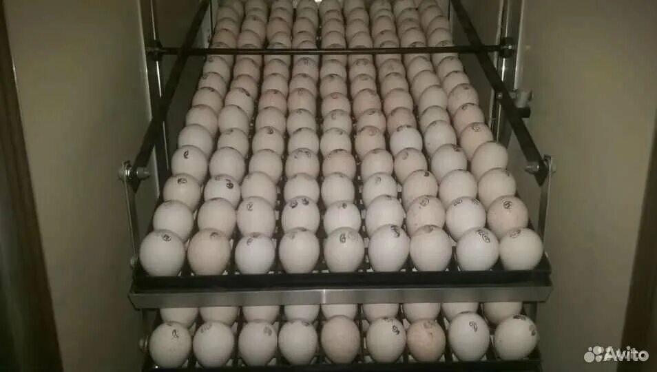 Бройлерные яйца для инкубатора купить. Группы по бройлерных яйцам. Яица бролиров НАИНКУБАТОР купить. Купить инкубационное яйцо бройлеров от производителя