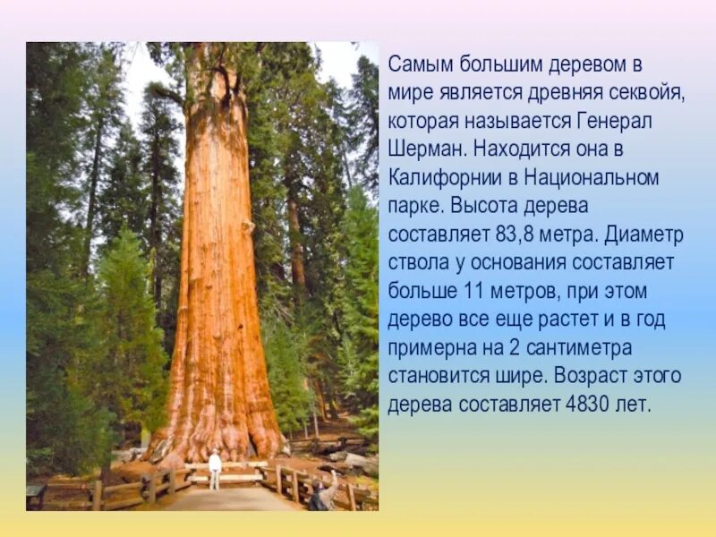 Какое дерево называют деревом жизни. Генерал Шерман (дерево). Секвойя 115 метров. Генерал Шерман дерево высота. Секвойя самое высокое дерево.