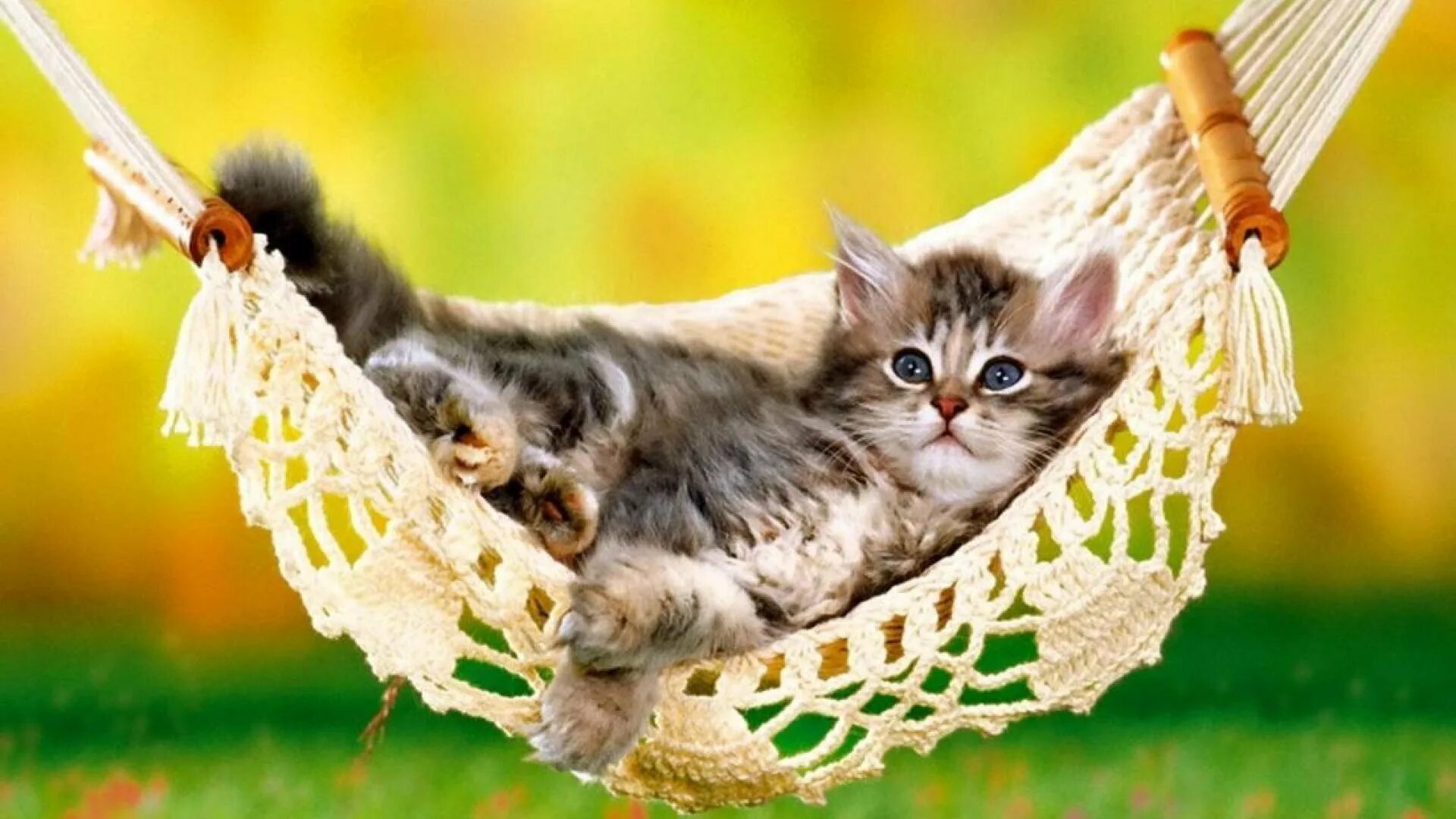 Hang in there cat. The weekend мем. Открытка happy weekend. Is cat weekend. Спящие кошки.