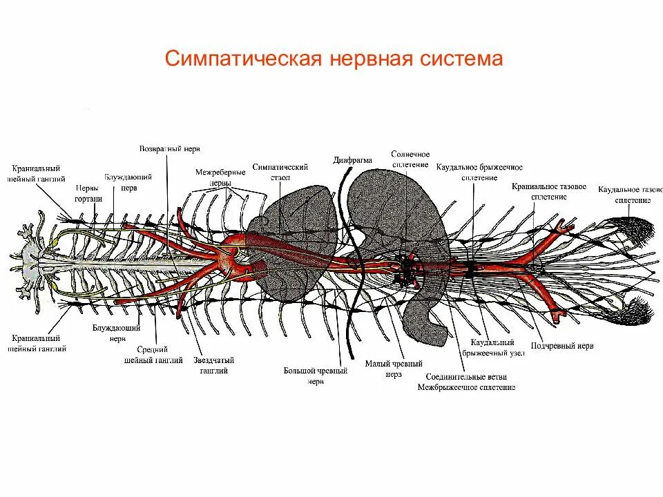 Строение симпатической нервной системы. Симпатическая нервная система нервной системы это. Нервы симпатической нервной системы. Симпатическая система животных