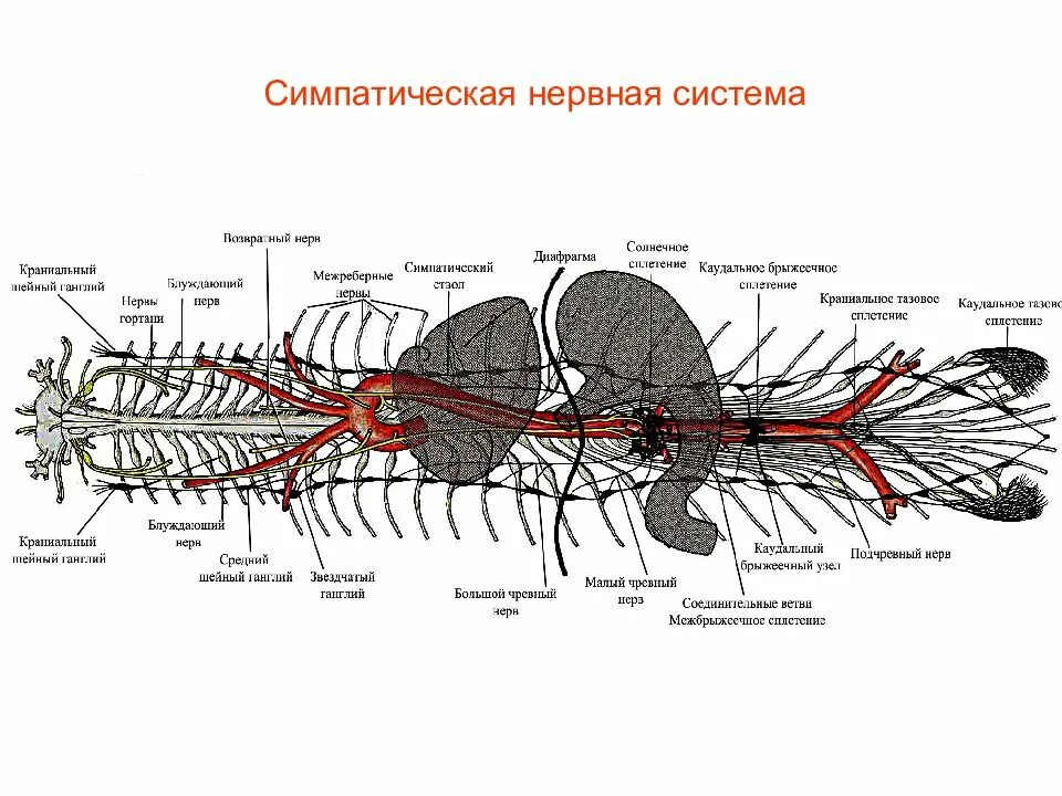 Укажите симпатические нервы. Строение симпатической нервной системы животных. Схема строения симпатической нервной системы животных. Нервы симпатической системы. Нервная система ЦНС ПНС симпатический.