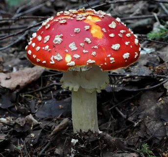 Amanita