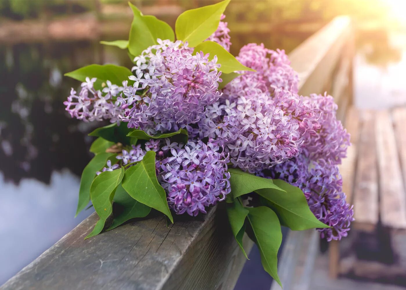 Сирень фото хорошего качества. Сирень Анабель. Сирень Кавур.