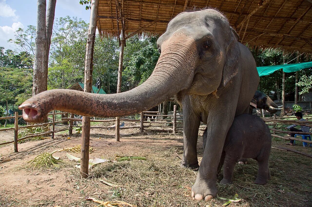 Elephant пхукет. Слоновья ферма Пхукет. Тайская ферма слонов на Пхукете. Слоновая ферма в Тайланде. Слоновьи фермы Бангкок.