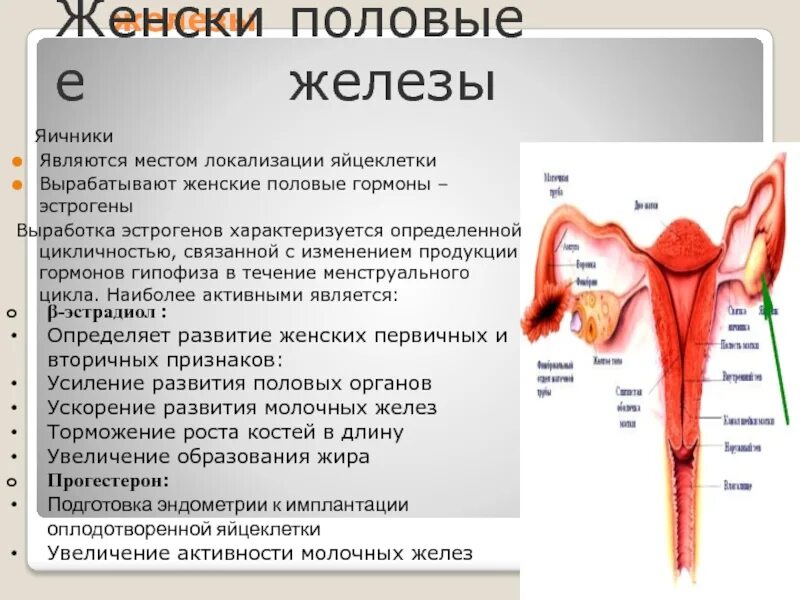 Железа женские органы