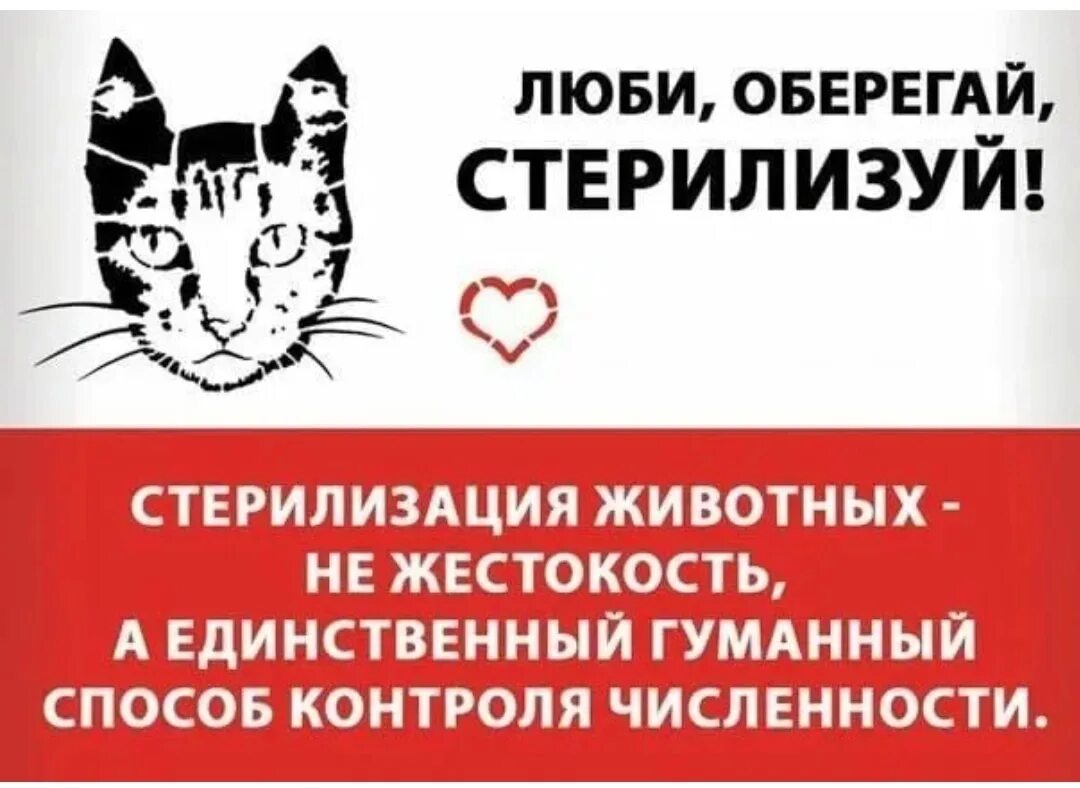 Сбор на стерилизацию бездомных кошек. Стерилизуй животных. Стерилизация кошек и собак. Надпись стерильно