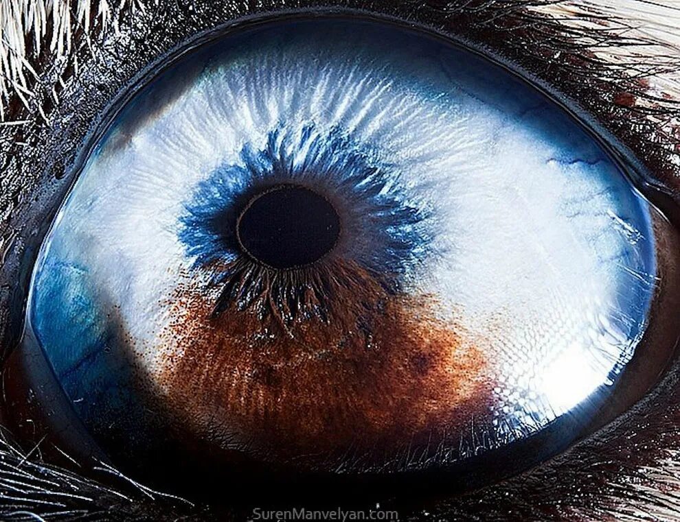 Глаза громадные как. Сурен Манвелян глаза животных. Необычные глаза животных. Красивые глаза. Красивые Радужки глаз.