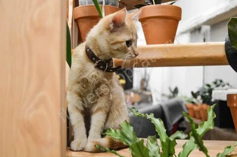 Cats shop