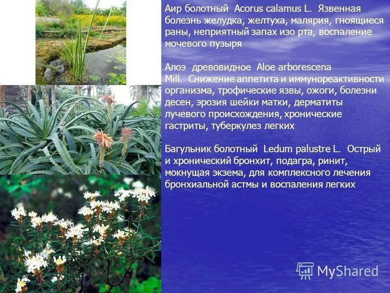 Значение ботаники для фармации. Значение ботаники для фармации. Ботаника значение для фармации. Задачи ботаники для фармации. Значение ботаники для фармации.