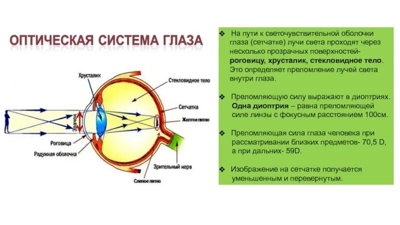 Оптическая система глаза. Строение оптической системы глаза. Ход лучей через оптическую систему глаза. Путь световых лучей через глаз.