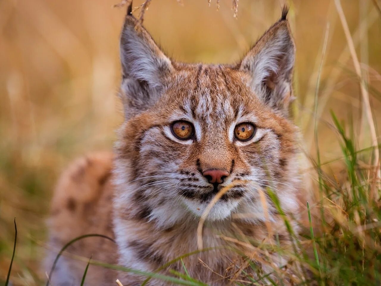 Учебная рысь. Обыкновенная Рысь. Рысь (Lynx Lynx) в дикой природе. Гималайская Рысь. Красивая Рысь.