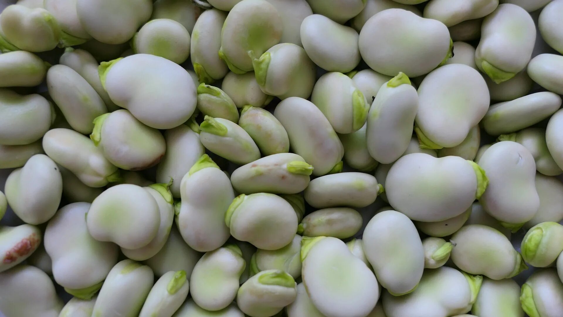 How to harvest fava beans: tips for picking the best crop
