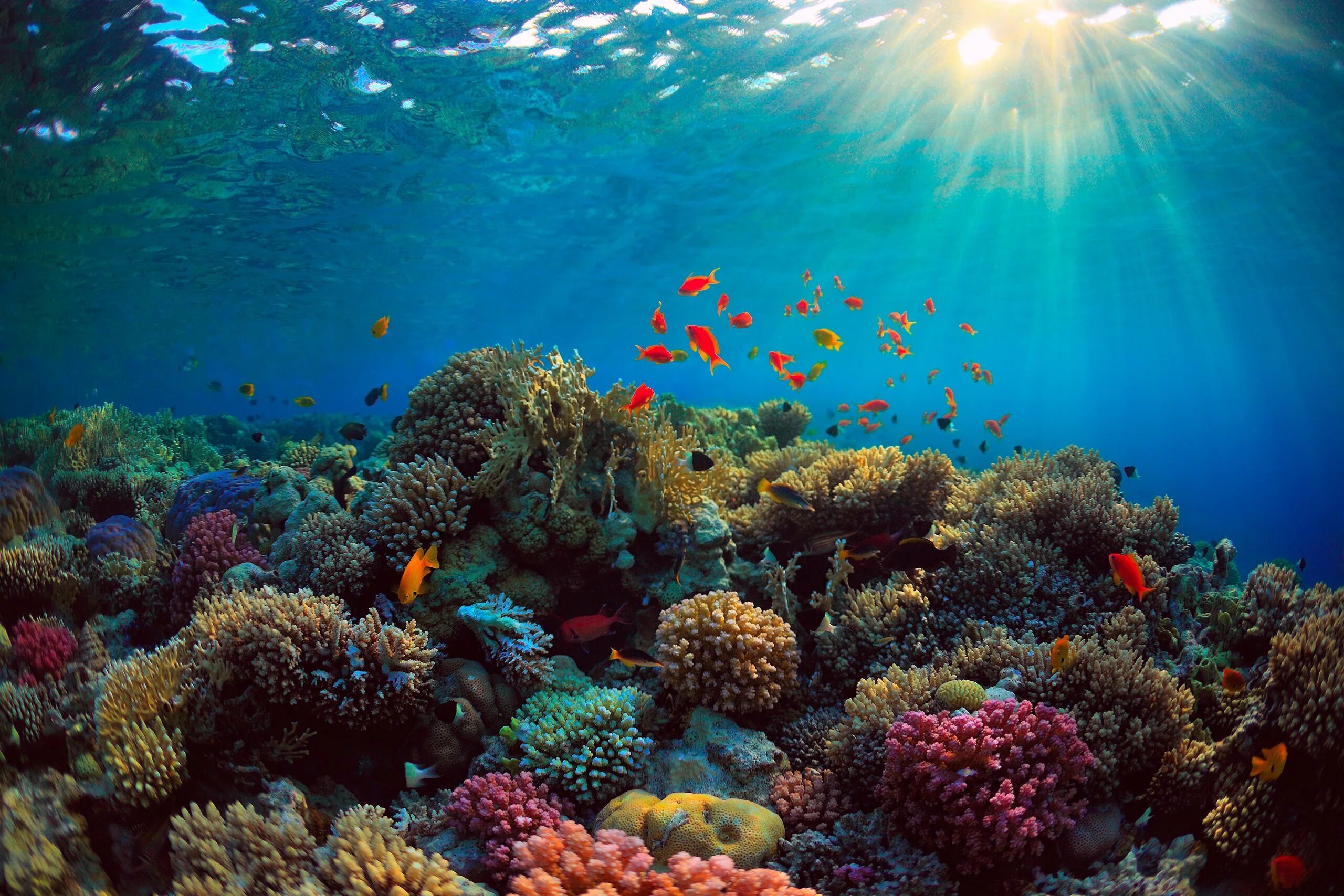 Океан под дном океана. Коралловые рифы красного моря. Таити коралловые рифы. Раджа-Ампат рифы. Подводный риф красного моря.