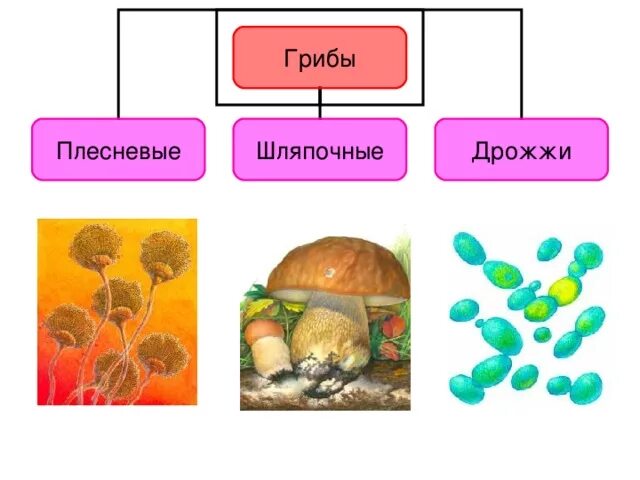 Грибы дрожжи шляпочные