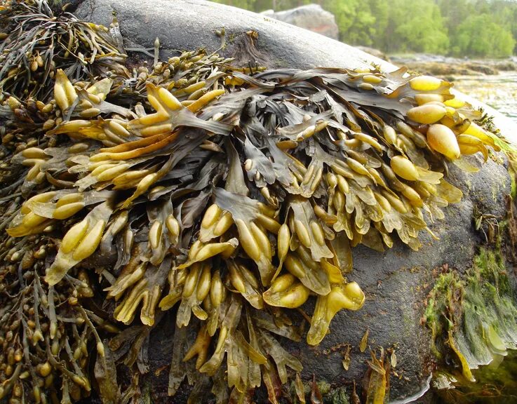 Бурые водоросли фукус. Фукус пузырчатый. Фукус морской виноград. Фукус пузырчатый водоросль.