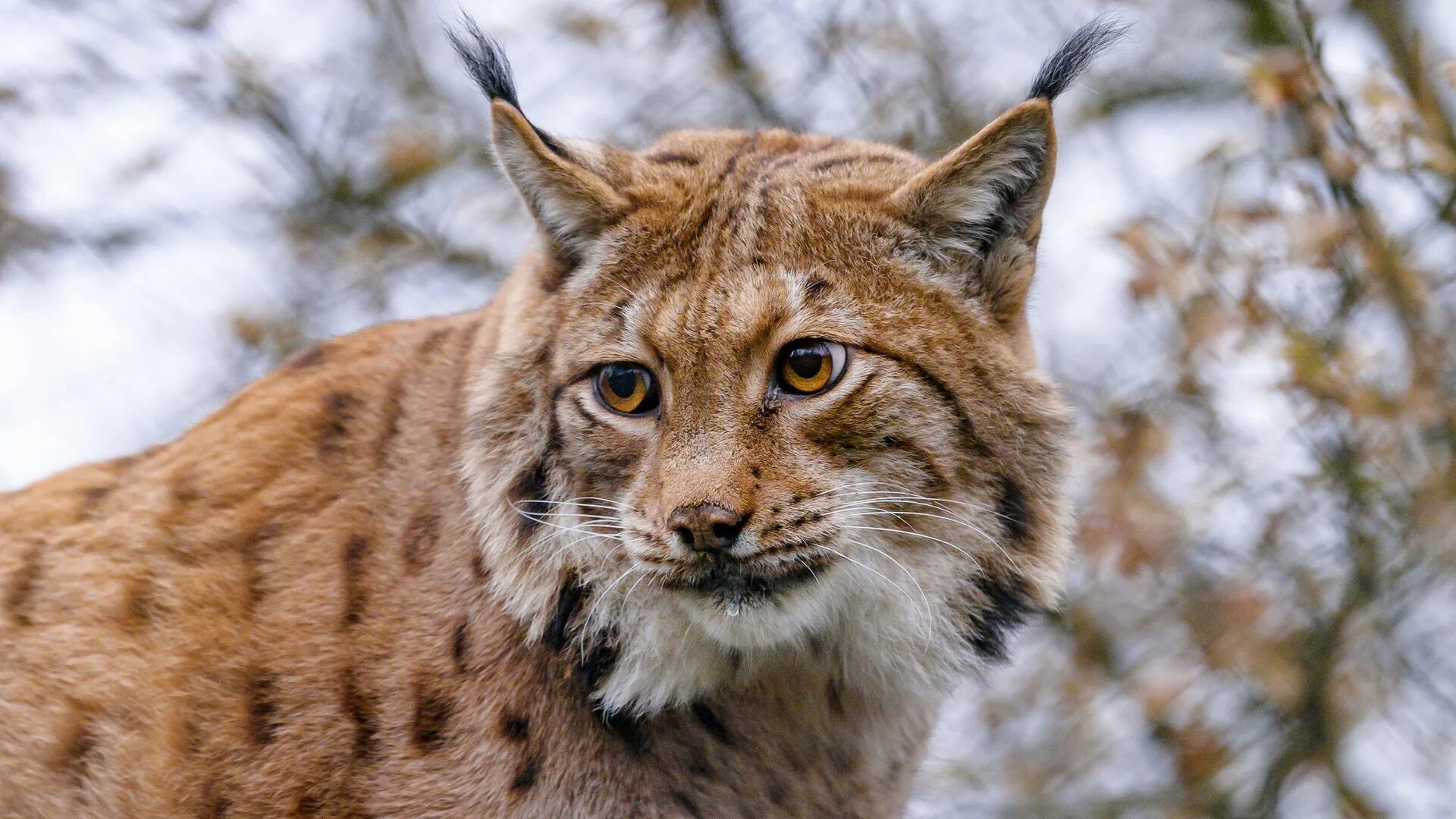 Рысь (Lynx Lynx) в дикой природе. Окрас рыси. Рысь 1080.