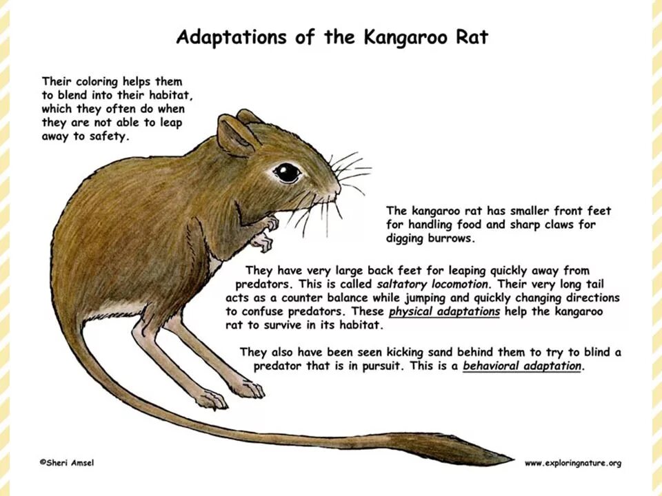 Kangaroo rat. Rat перевод. Плакат с крысами по биологии. The Habitat of rats. Русский рат