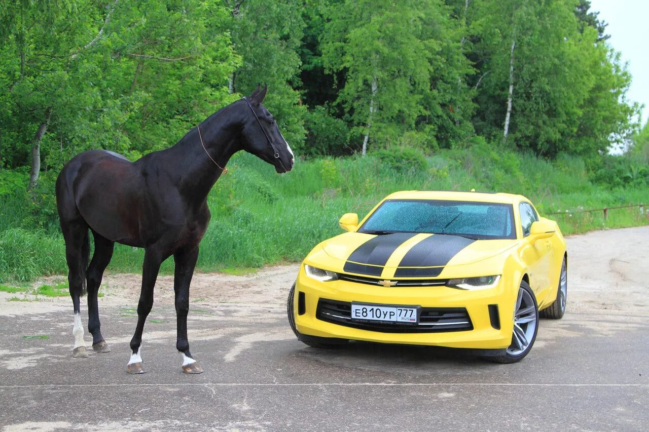Конь какая машина. Шевроле Камаро Лошадиные силы. Шевроле Камаро с лошадью. Chevrolet Camaro 2.0 Turbo. Машина с лошадью.