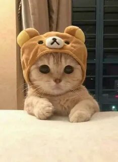 Котики 2019