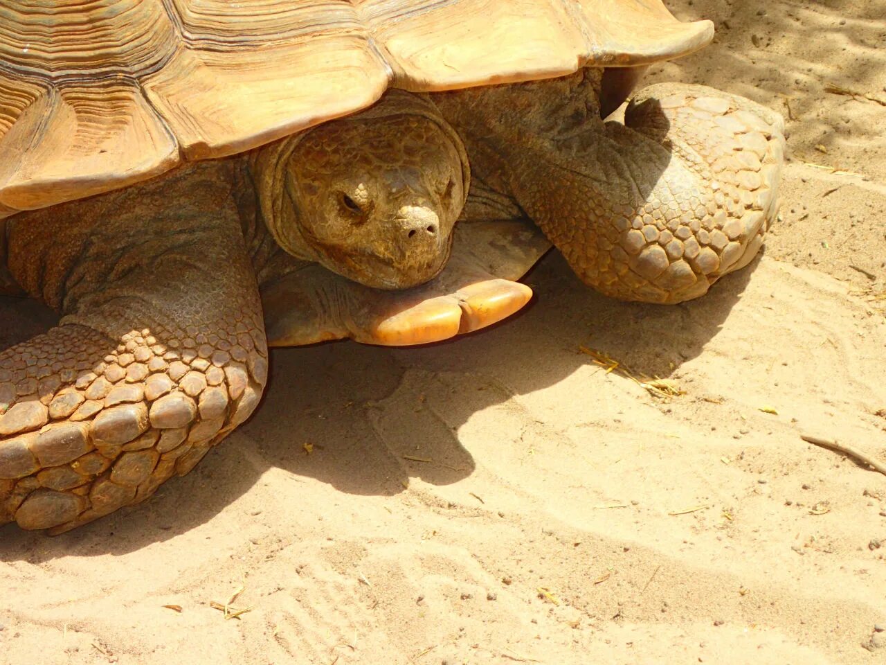Черепахи весной. Африканская шпороносная черепаха. Шпороносная черепаха Сухопутные черепахи. Африканская сухопутная черепаха. Шпороносная черепаха малыш.