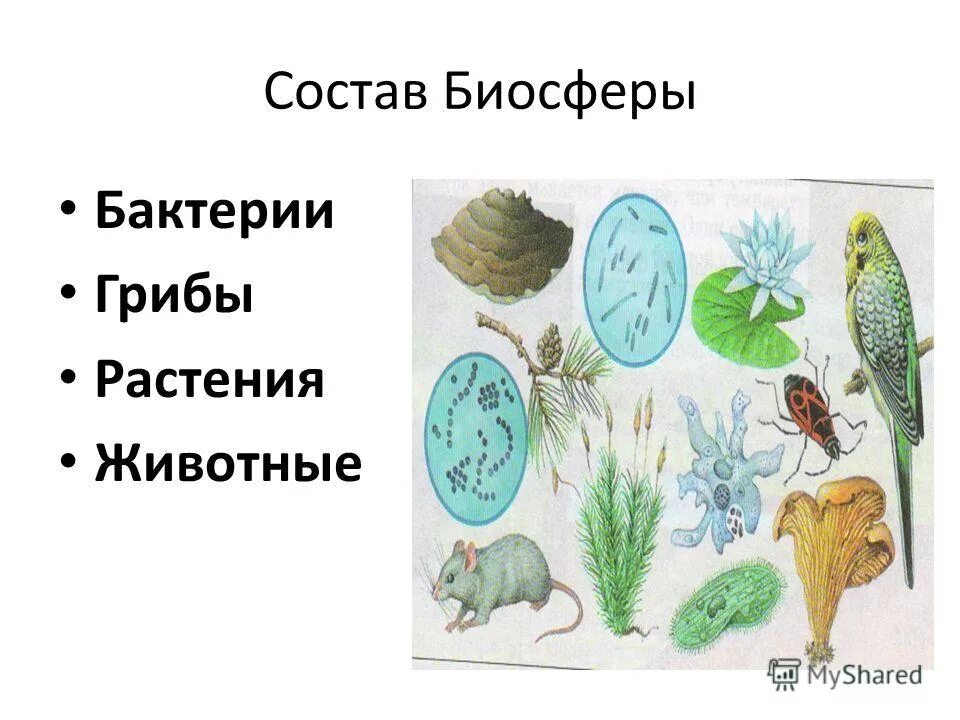 Разнообразие и распространение живых организмов на земле. Значение высших растений в биосфере. Роль фотосинтеза. Значение высших растений в биосфере. Растения в биосфере.