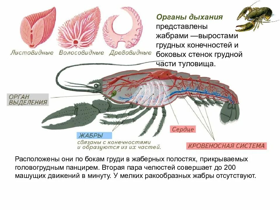 Дыхательная система членистоногих ракообразных. Органы выделения ракообразных 7 класс. Выделительная система ракообразных. Органы дыхания жабры у ракообразных.