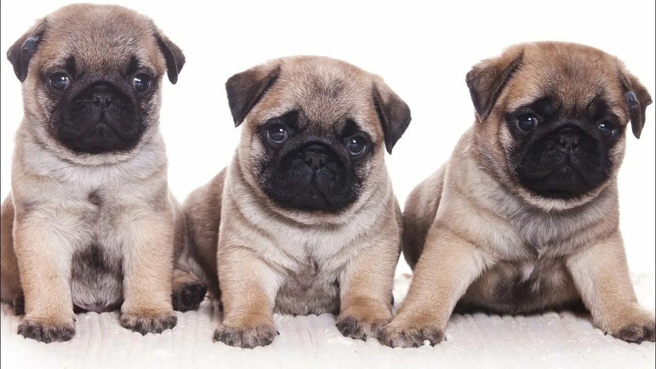 Hanging Pug Puppy Statue Baby pugs, Cute dogs and puppies, Baby animals