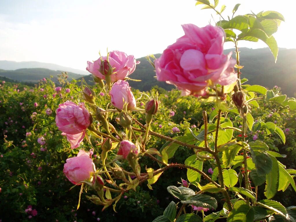 Розовое поле в крыму. Казанлыкская Долина роз Болгария. Дамасские розы Болгария.