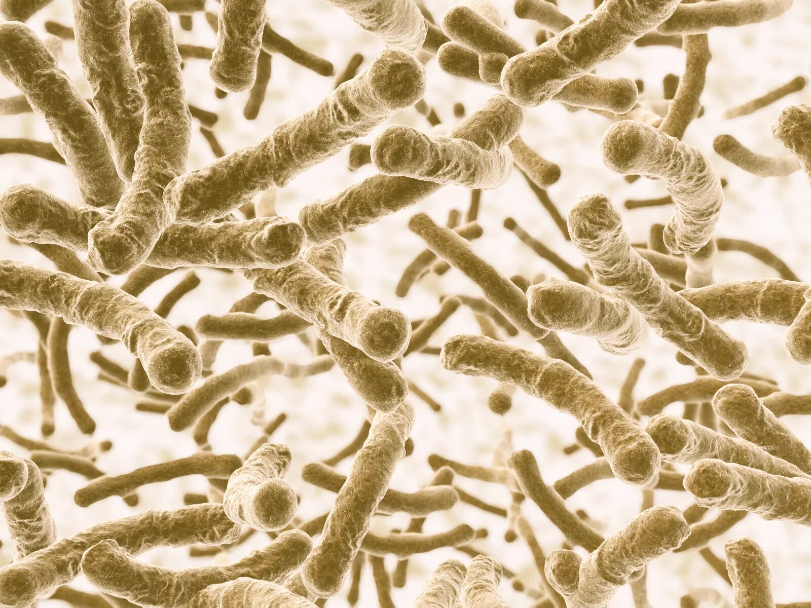 Большинство бактерий можно увидеть. Pectinatus бактерии. Микроомы под микроскопом. Бактерии под микроскопом. Микроорганизмы под микроскопом.