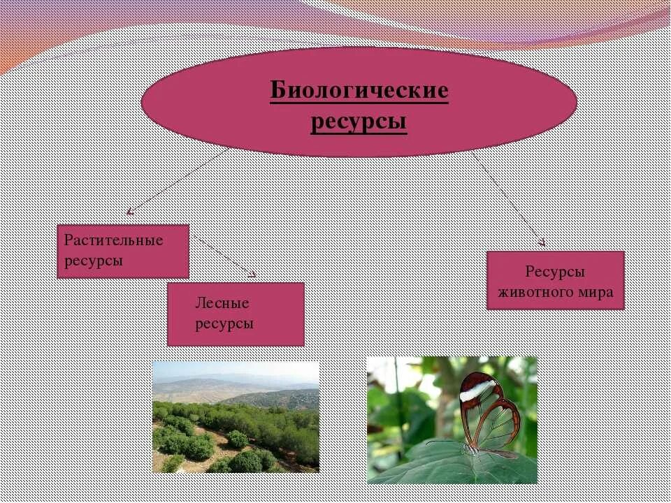 Биологические природные ресурсы виды. Схема биологических ресурсов.