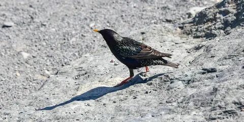 Ворона скворец