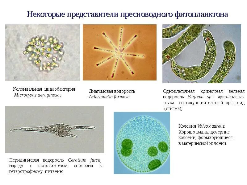Фитопланктон диатомовые водоросли. Фитопланктон представители. Диатомовые одноклеточные водоросли. Представители цианобактерий.