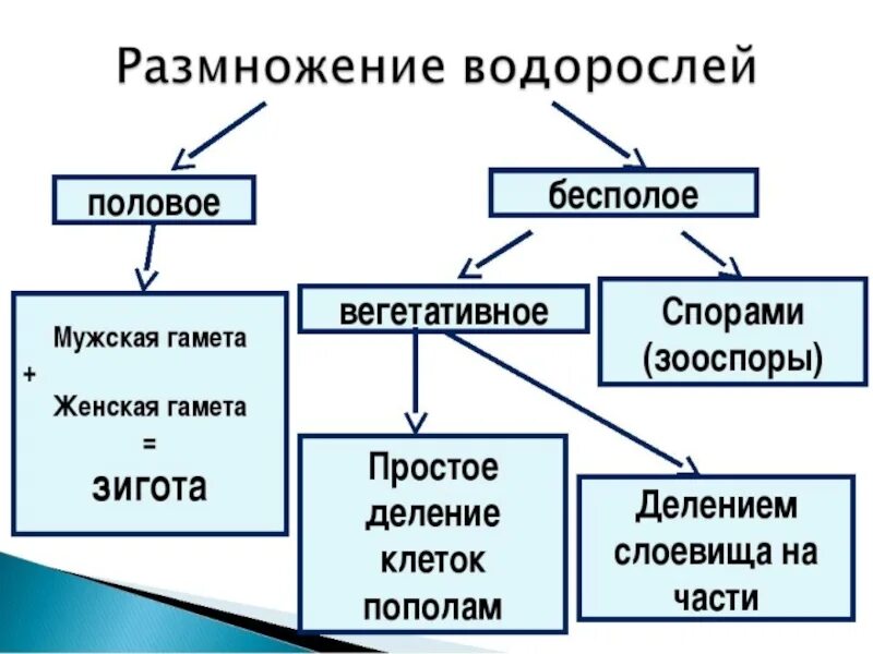 Водоросли сходство и различия. Способы размножения водорослей 6 класс. Размножение водорослей схема. Биология 6 класс схема способы размножения водорослей. Размножение водорослей 5 класс биология таблица.