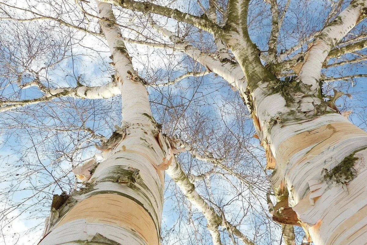 Береза японская Betula japonica. Betula papyrifera. Ствол березы.