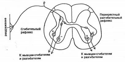 Рефлекторная дуга сгибательно рефлекса. Рефлекторная дуга физиология. Звенья соматической рефлекторной дуги схема. Схема рефлекторной дуги болевого сгибательного защитного рефлекса. Дуга сгибательного рефлекса