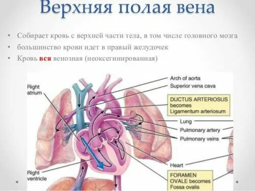 Синдром верхней полой вены - Неврология - LiveJournal