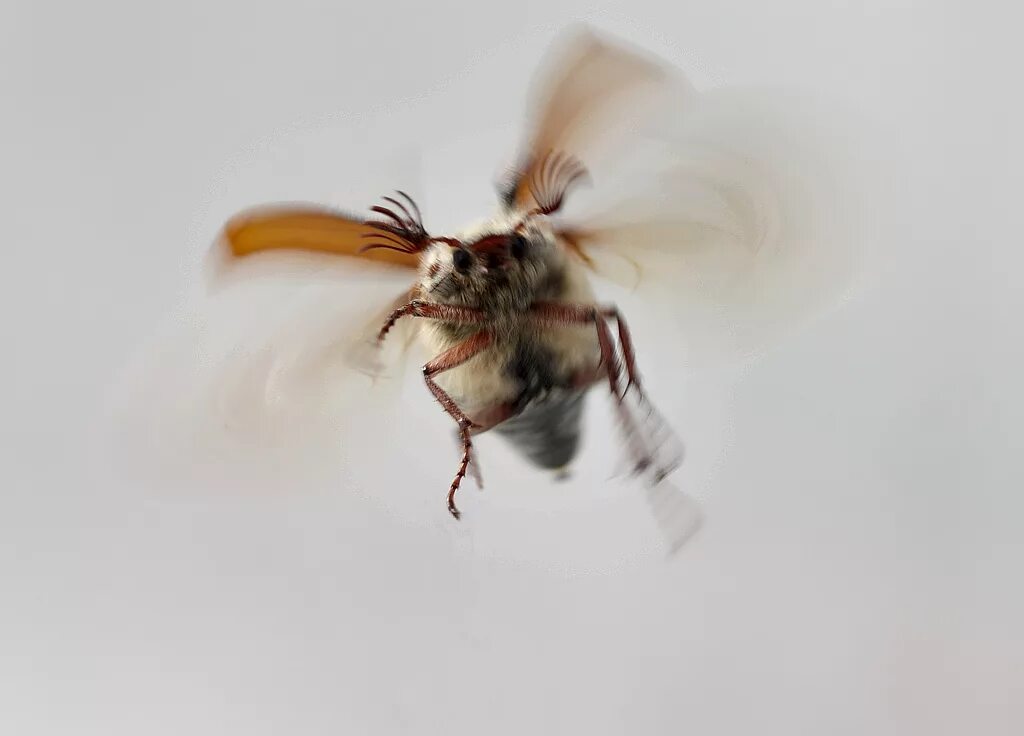 майские жуки насекомые. майский жук летает. майский жук летает. майский жук. майский жук летает.